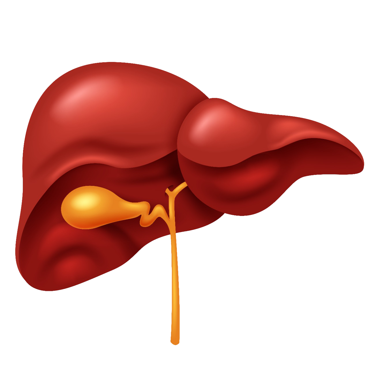Illustration of human liver 
