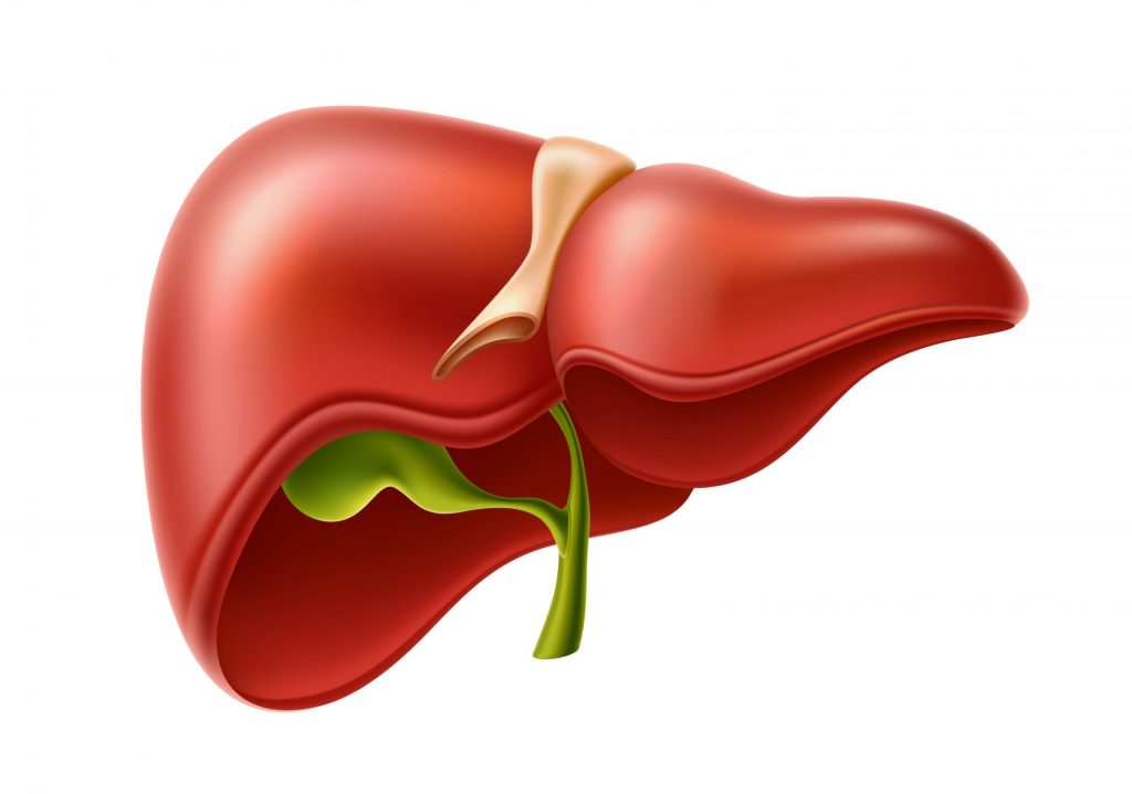 Illustration of human liver 